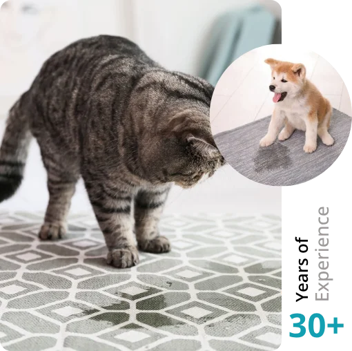 Pet Stain and Pet Odor Cleaning